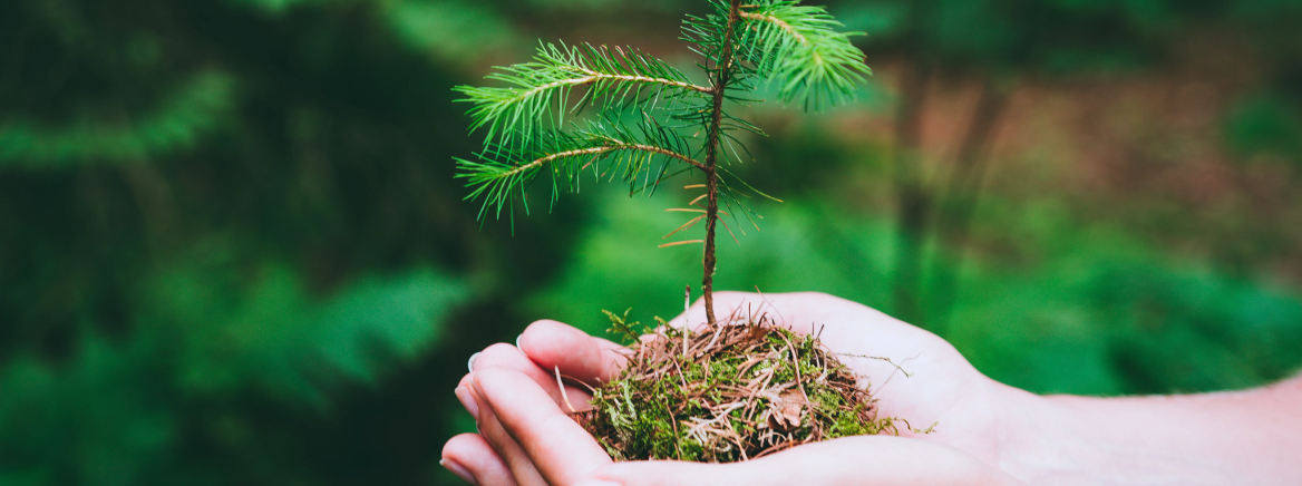 Female hand holding sprout wilde pine tree in nature green forest.